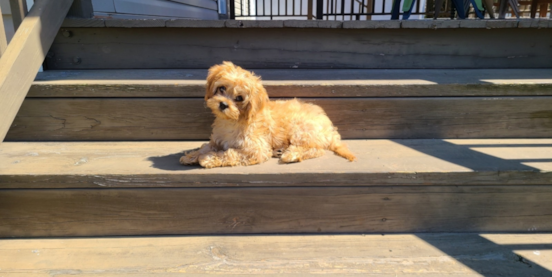 Mini Cavapoos: A Complete Guide
