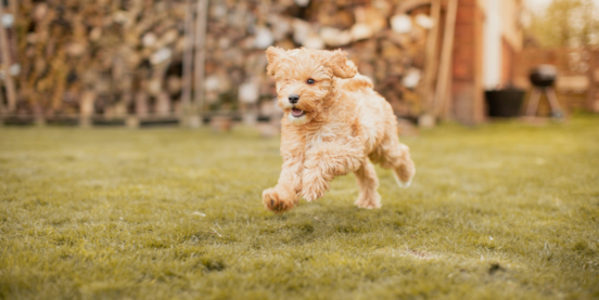 Mini Cockapoos Guide: Size, Temperament, Care, Price, and More 