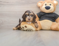 6 week old Mini Doxiedoodle Puppy For Sale - Premier Pups