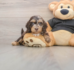 7 week old Mini Doxiedoodle Puppy For Sale - Premier Pups