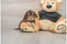 Best Mini Doxiedoodle Baby