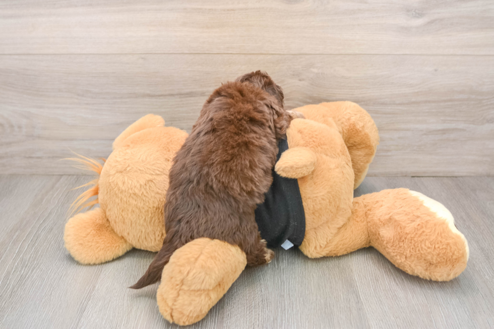 Cute Mini Doxiedoodle Baby