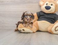 6 week old Mini Doxiedoodle Puppy For Sale - Premier Pups