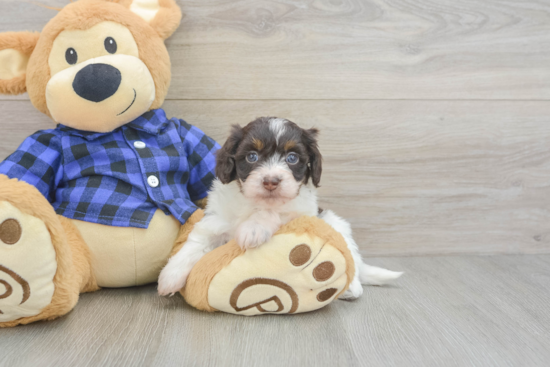 Mini Doxiedoodle Pup Being Cute