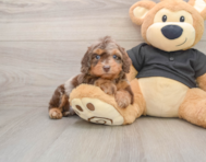 5 week old Mini Doxiedoodle Puppy For Sale - Premier Pups