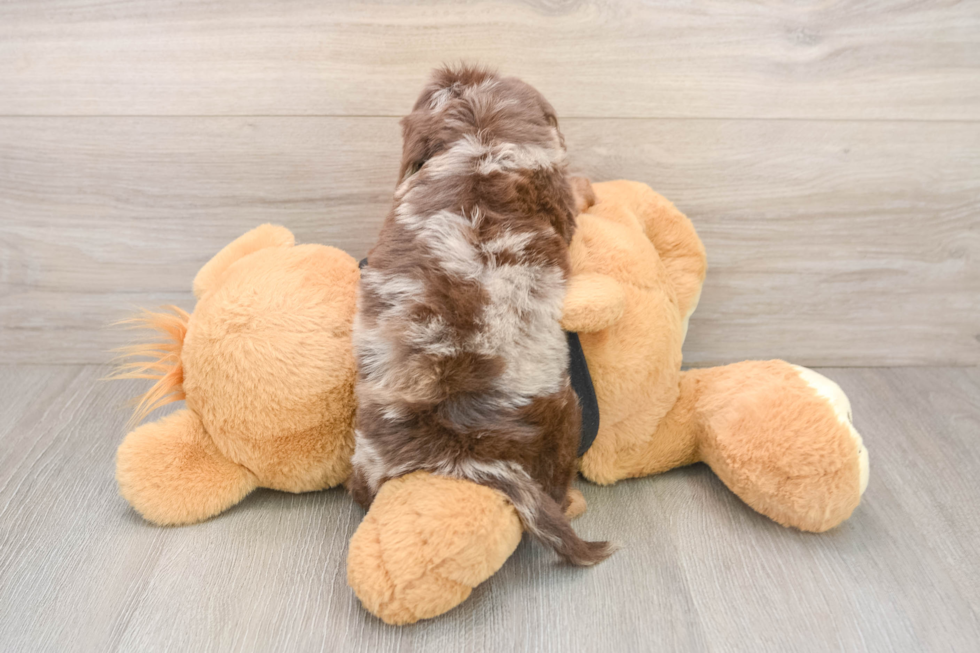 Best Mini Doxiedoodle Baby