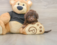 5 week old Mini Doxiedoodle Puppy For Sale - Premier Pups