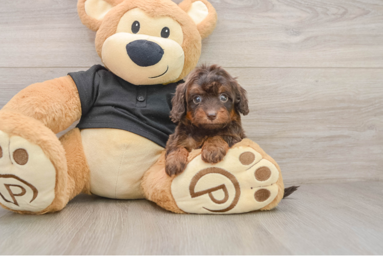 Mini Doxiedoodle Puppy for Adoption