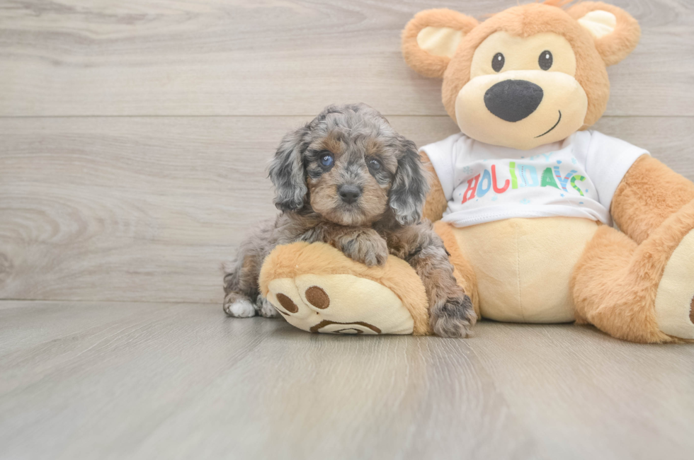 8 week old Mini Goldendoodle Puppy For Sale - Premier Pups