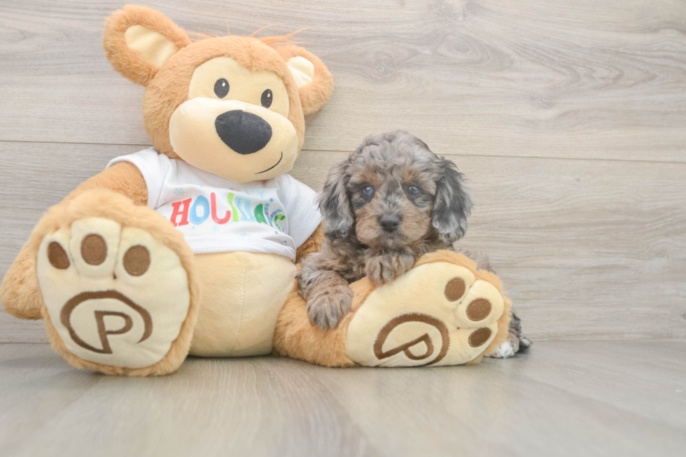 Mini Goldendoodle Pup Being Cute