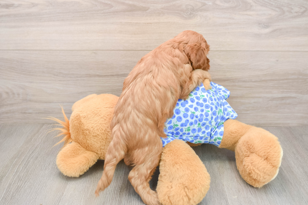 Mini Goldendoodle Pup Being Cute