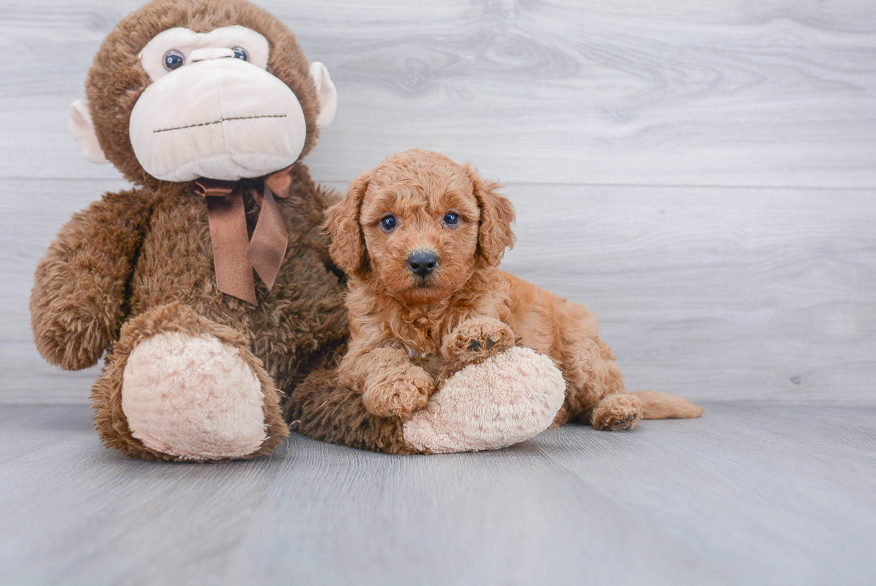 Smart Mini Goldendoodle Poodle Mix Pup