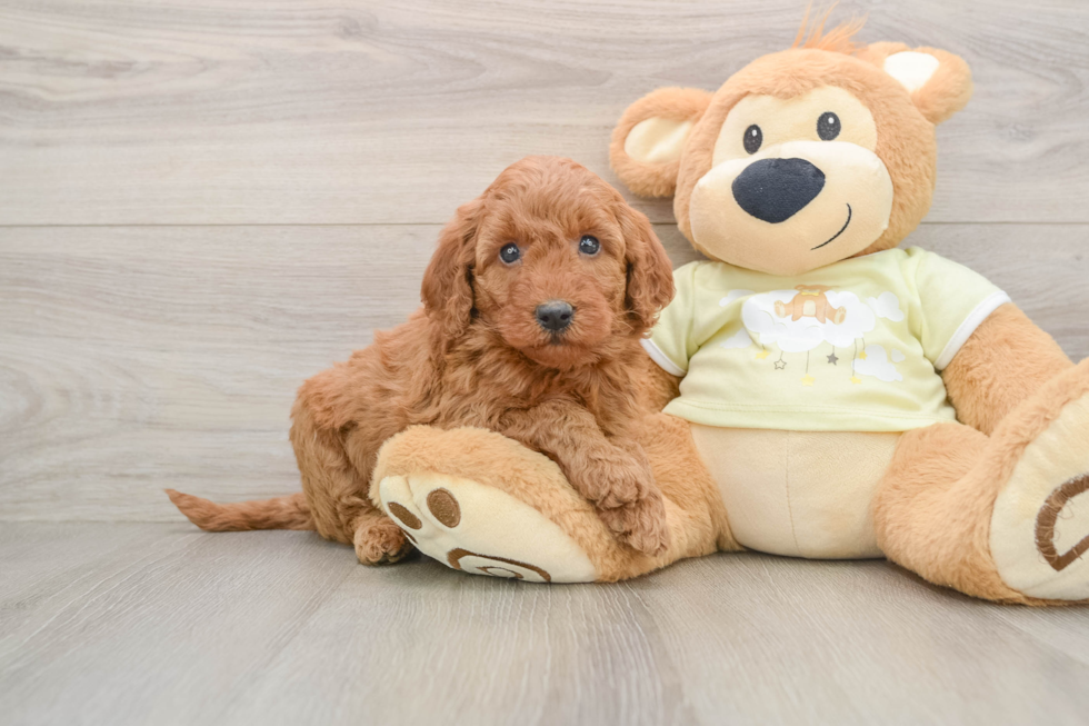 Mini Goldendoodle Pup Being Cute