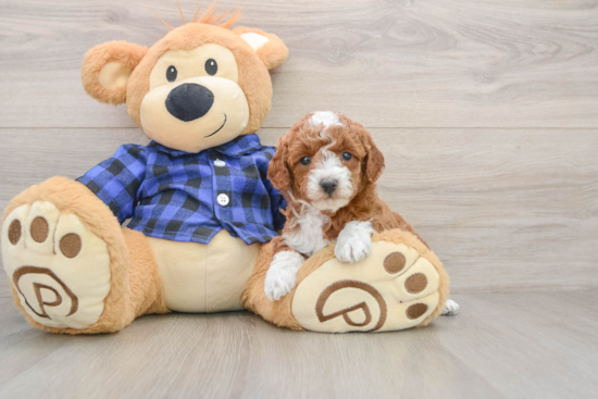 Small Mini Goldendoodle Baby