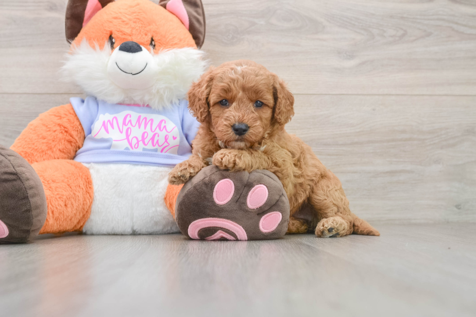 Smart Mini Goldendoodle Poodle Mix Pup