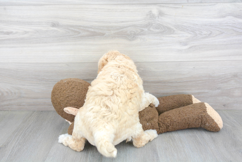 Little Golden Retriever Poodle Mix Puppy
