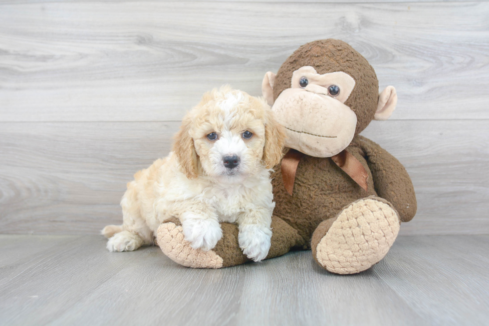 Best Mini Goldendoodle Baby