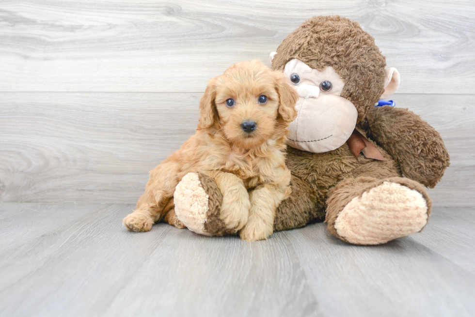 Mini Goldendoodle Pup Being Cute