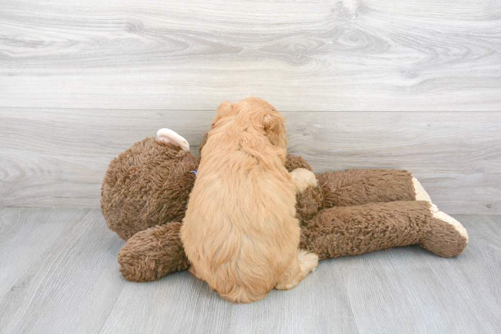 Mini Goldendoodle Pup Being Cute