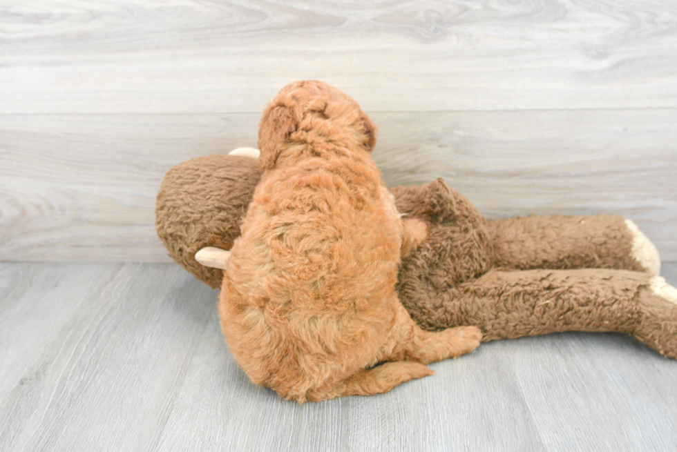 Sweet Mini Goldendoodle Baby