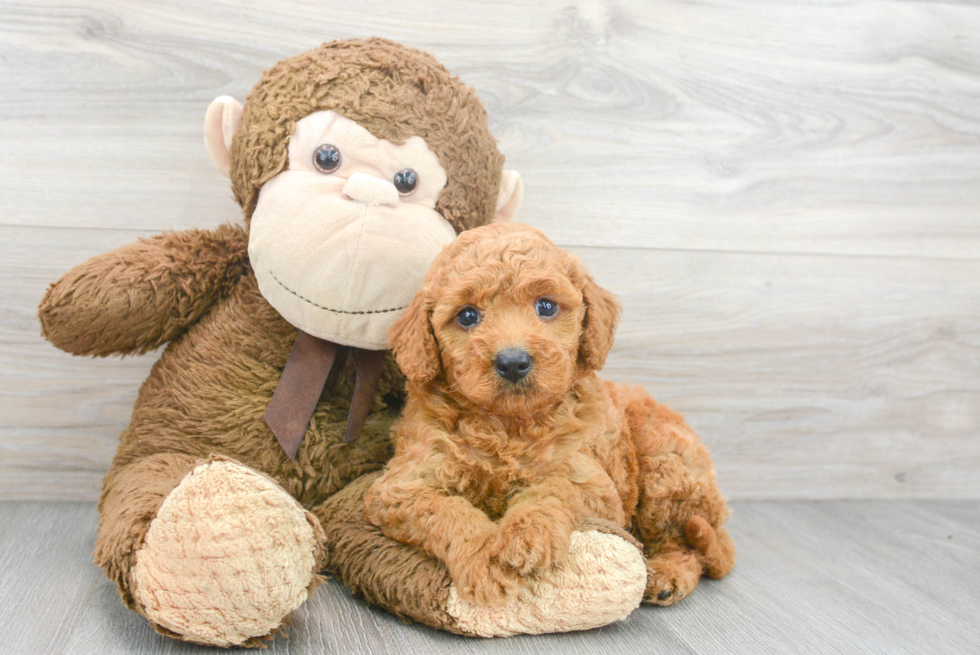 Mini Goldendoodle Pup Being Cute