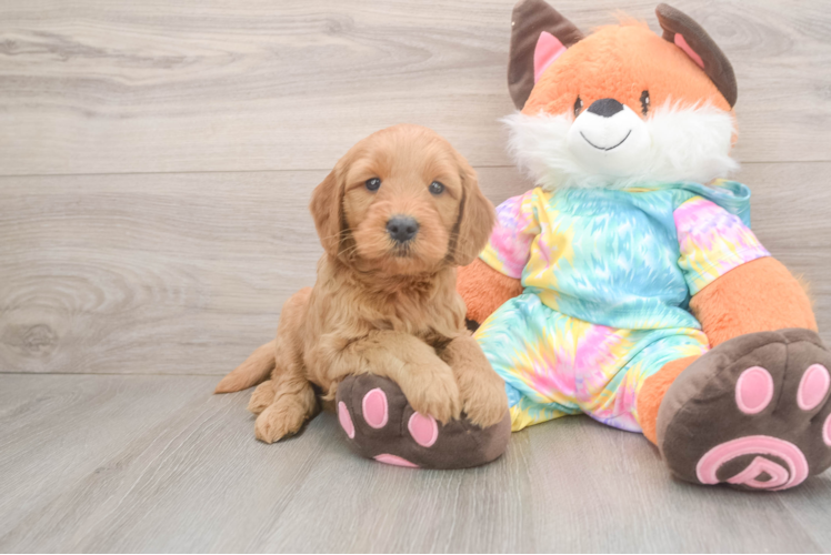 Sweet Mini Goldendoodle Baby