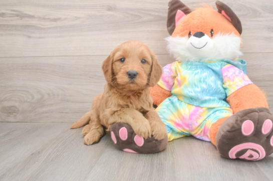 Sweet Mini Goldendoodle Baby
