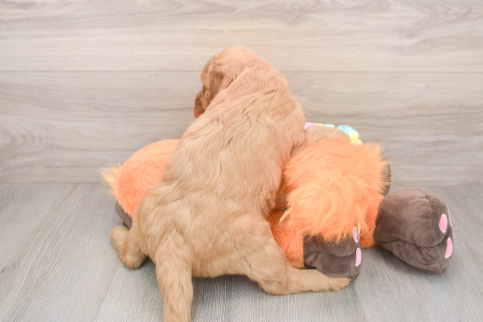 Mini Goldendoodle Pup Being Cute