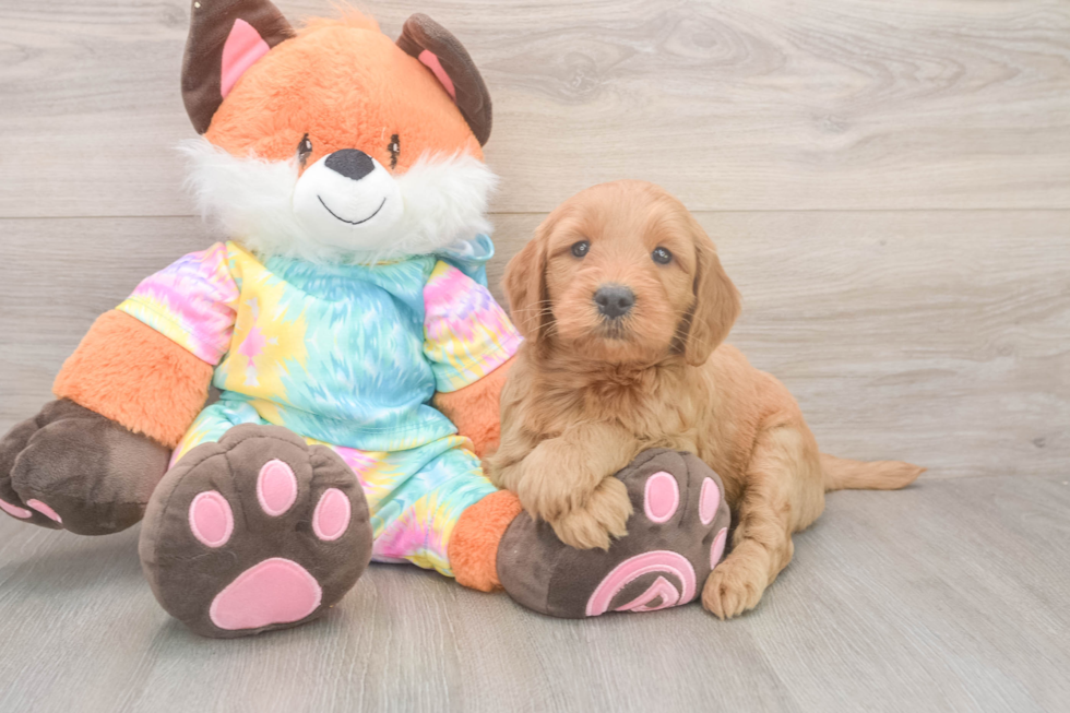 Best Mini Goldendoodle Baby