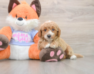 5 week old Mini Goldendoodle Puppy For Sale - Premier Pups