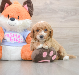 5 week old Mini Goldendoodle Puppy For Sale - Premier Pups