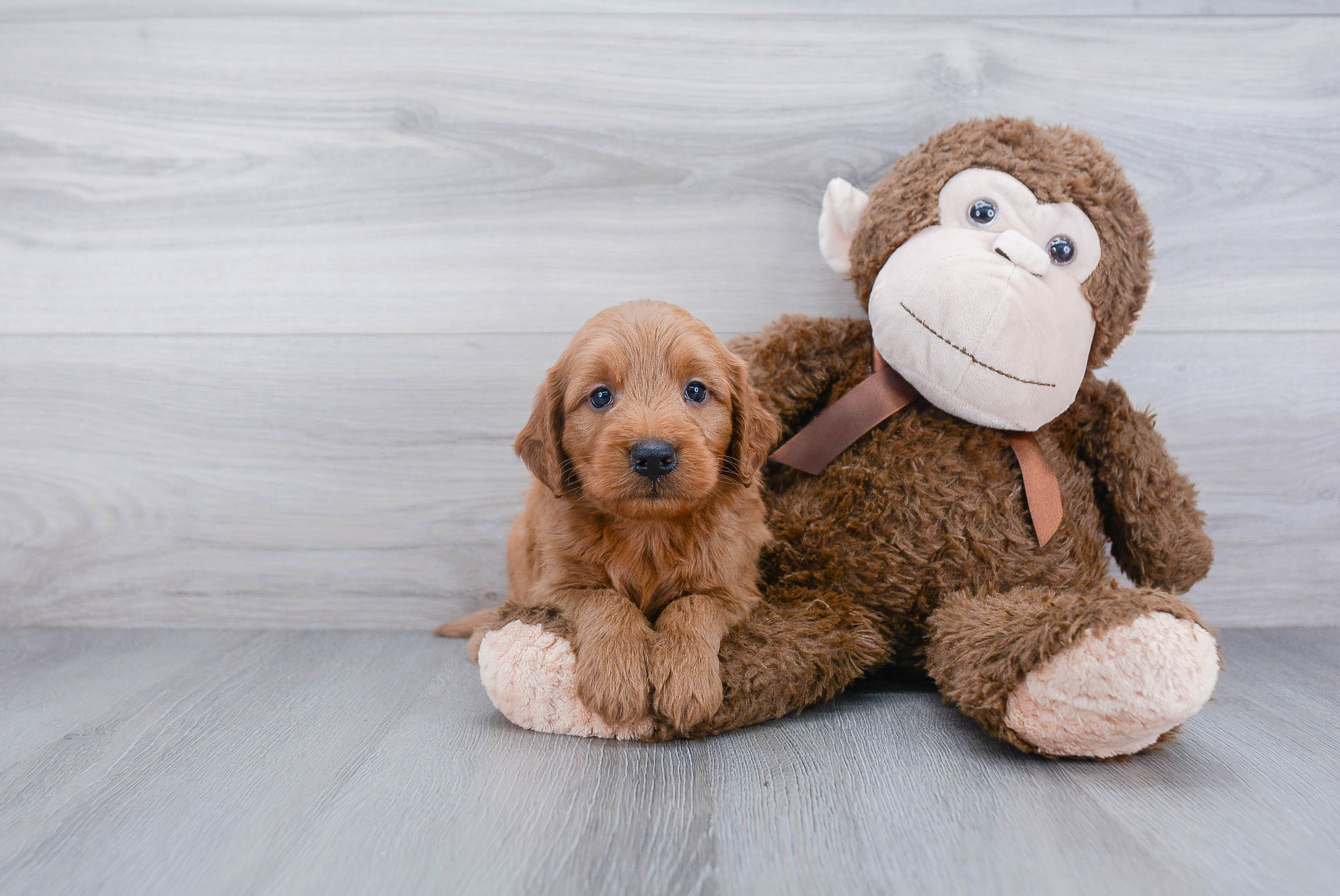 Best Mini Goldendoodle Baby