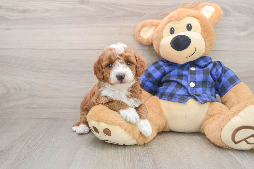 Hypoallergenic Mini Goldiepoo Poodle Mix Puppy