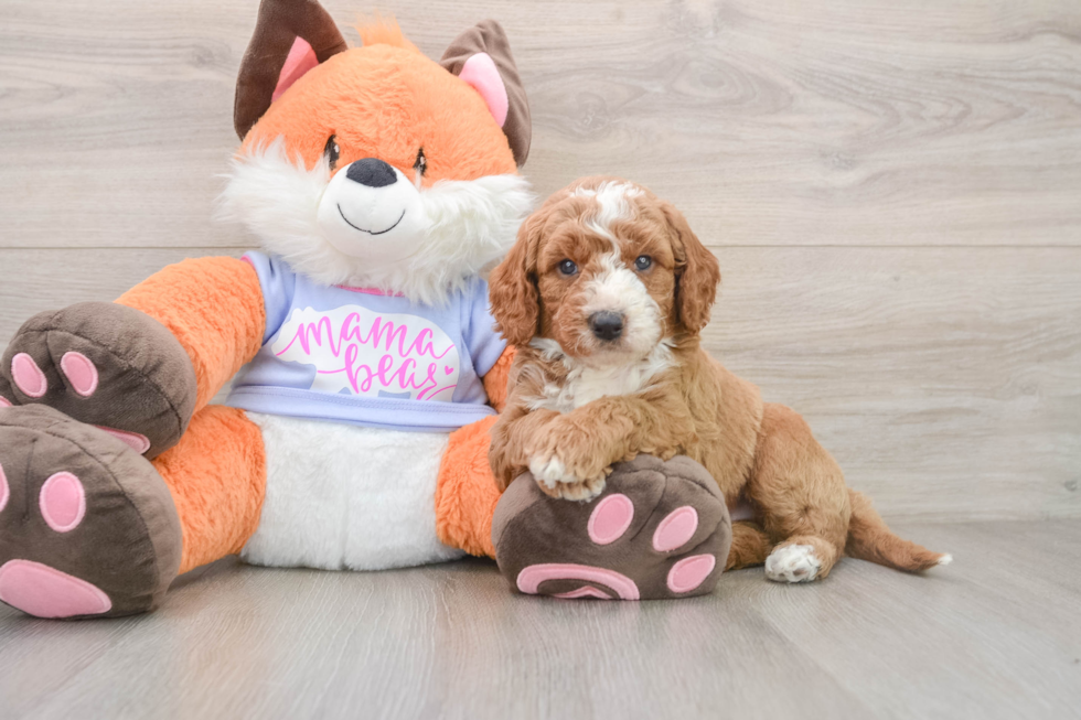 Hypoallergenic Mini Goldiepoo Poodle Mix Puppy