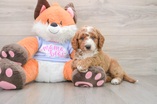 ALPHA, a Mini Goldendoodle littermate