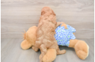 Mini Goldendoodle Puppy for Adoption
