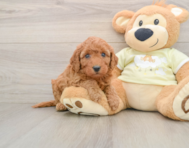 6 week old Mini Goldendoodle Puppy For Sale - Premier Pups