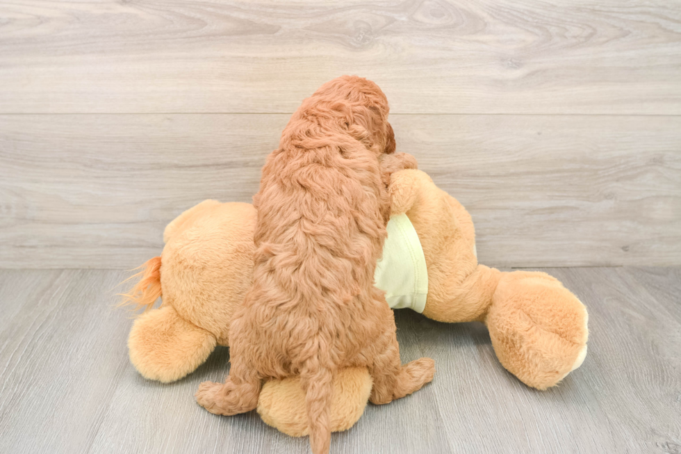 Funny Mini Goldendoodle Poodle Mix Pup