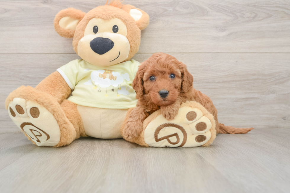 Playful Mini Groodle Poodle Mix Puppy