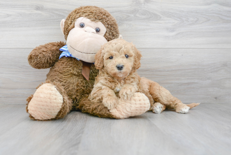 Mini Goldendoodle Pup Being Cute