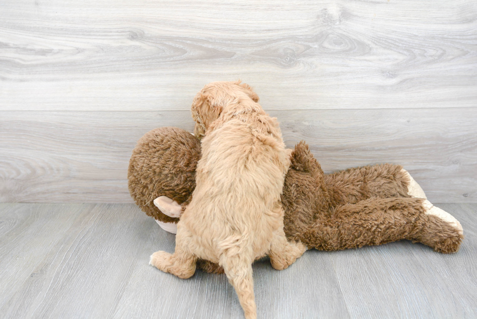 Smart Mini Goldendoodle Poodle Mix Pup