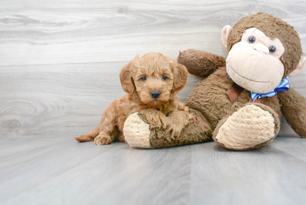 Mini Goldendoodle Puppy for Adoption