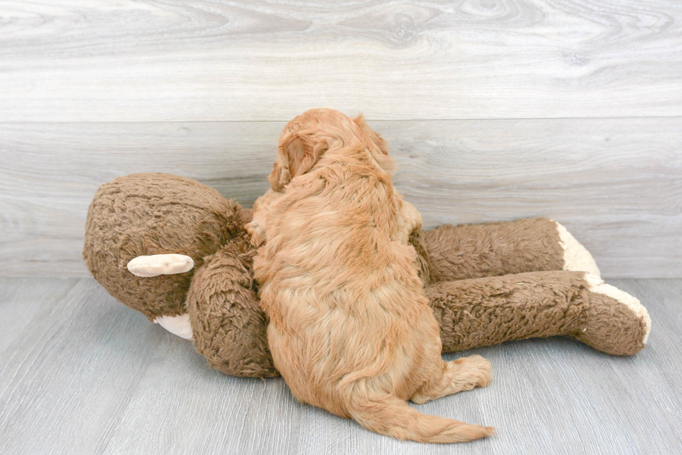 Fluffy Mini Goldendoodle Poodle Mix Pup