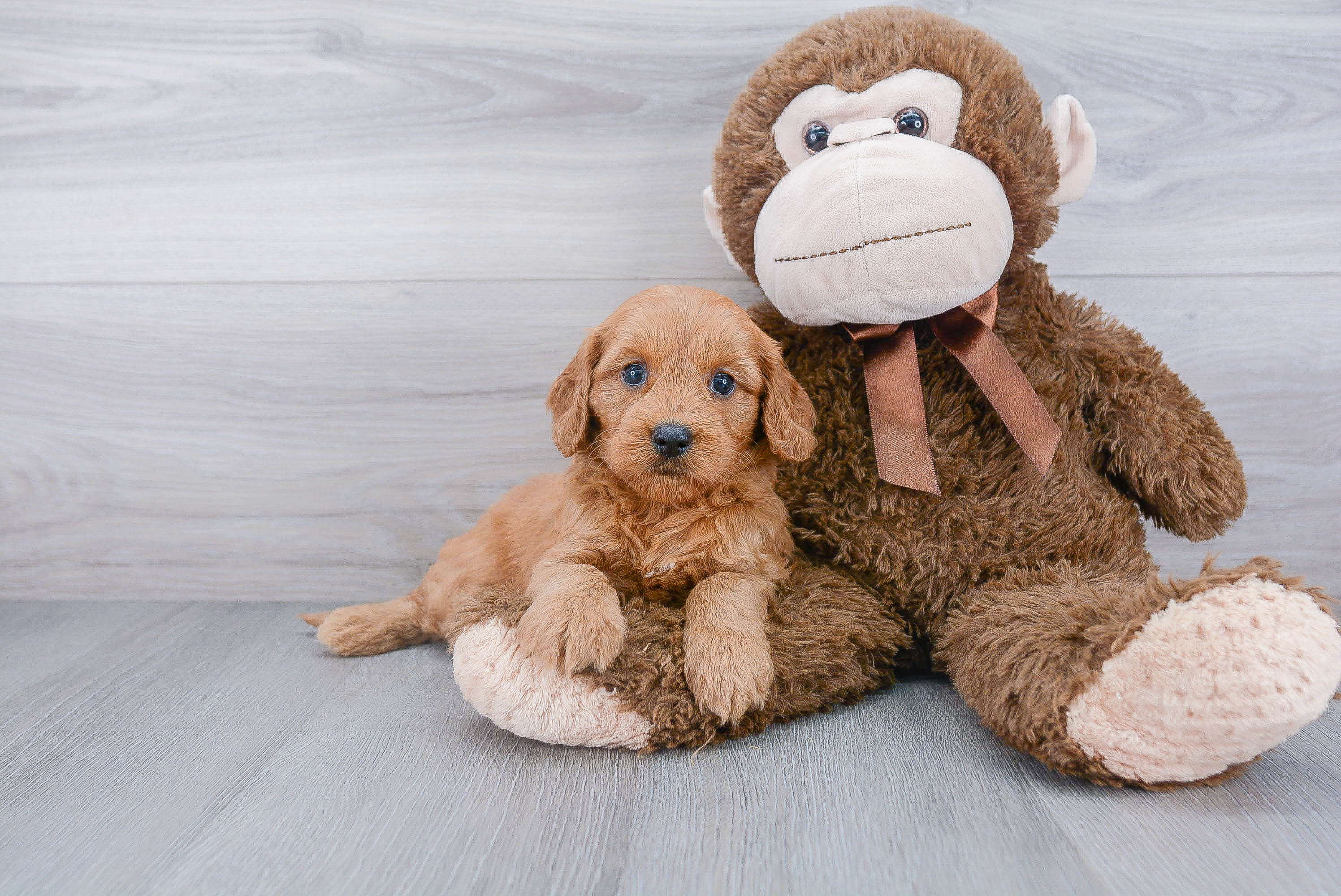 Mini Goldendoodle Puppy for Adoption