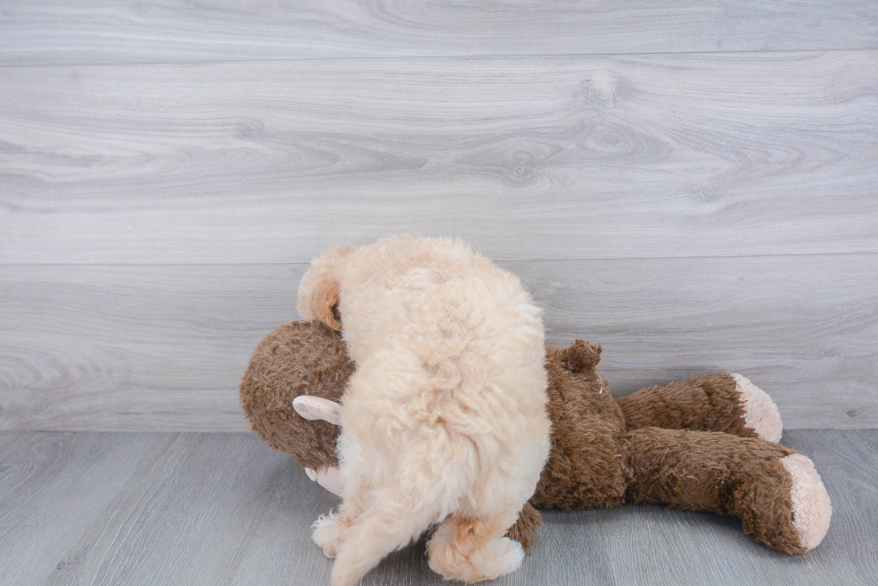 Mini Goldendoodle Puppy for Adoption