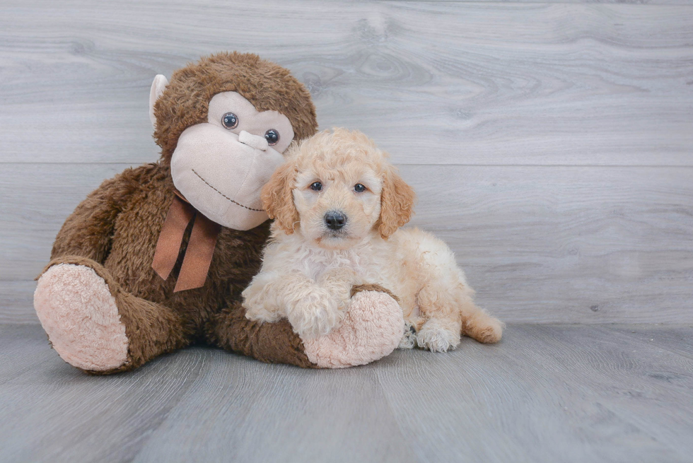 Best Mini Goldendoodle Baby