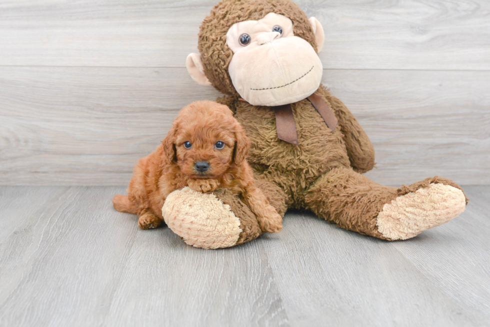 Mini Goldendoodle Pup Being Cute