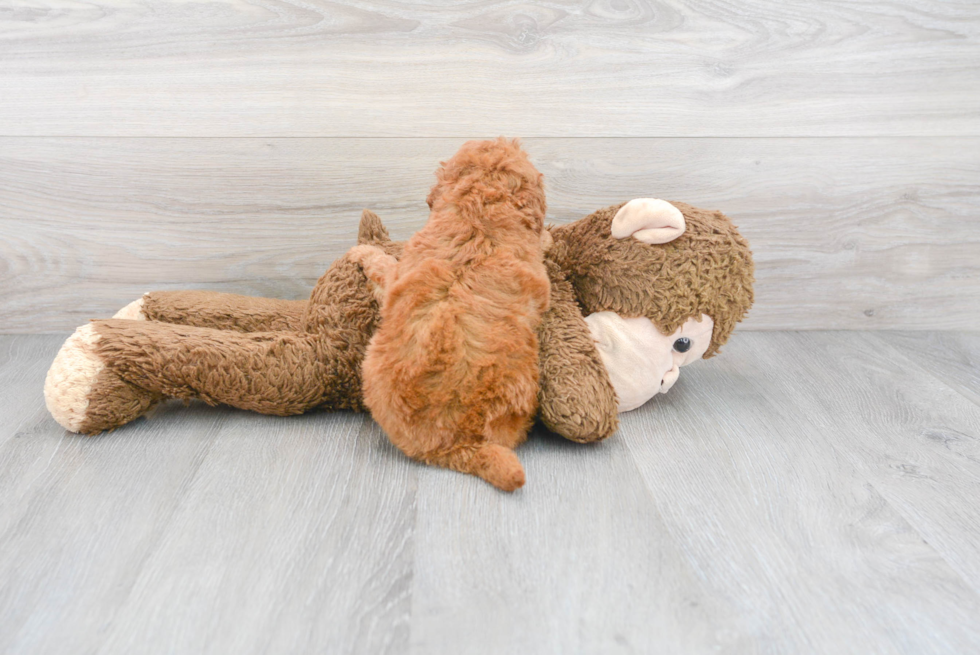 Mini Goldendoodle Puppy for Adoption