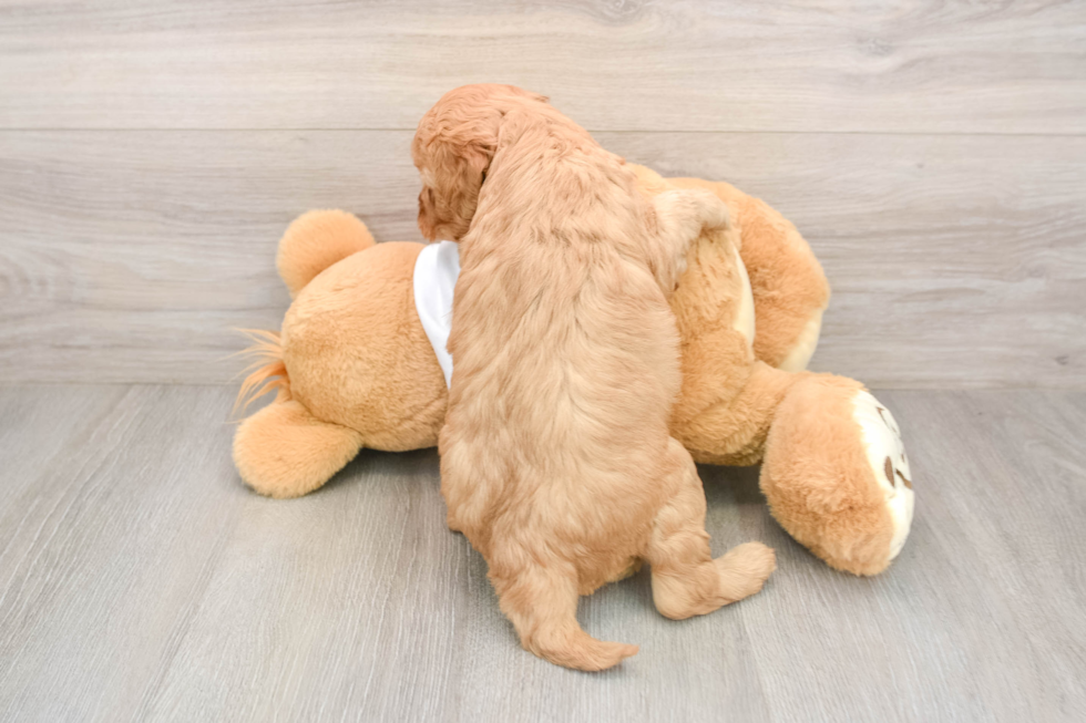 Funny Mini Goldendoodle Poodle Mix Pup