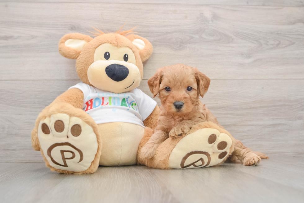 Energetic Golden Doodle Poodle Mix Puppy